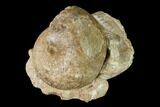 Permian Fossil Ammonite (Waagenia) - Kazakhstan #162635-1